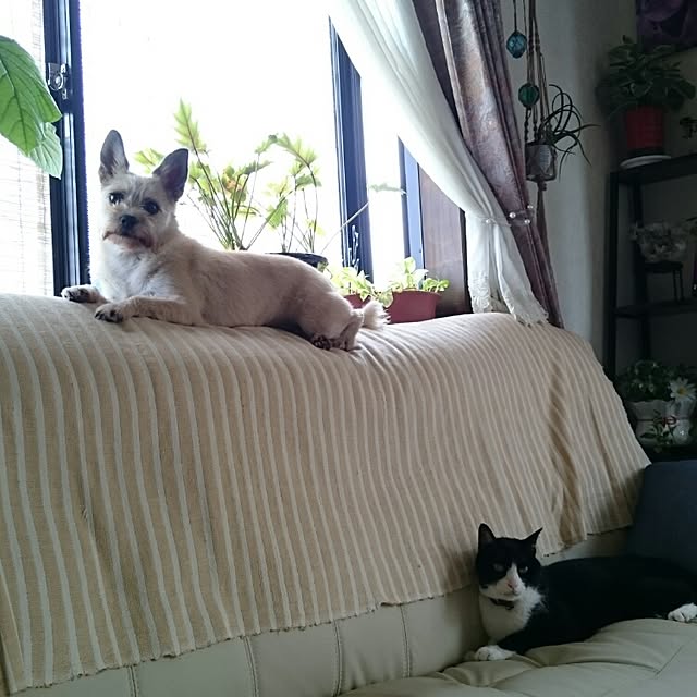 runaさんの実例写真