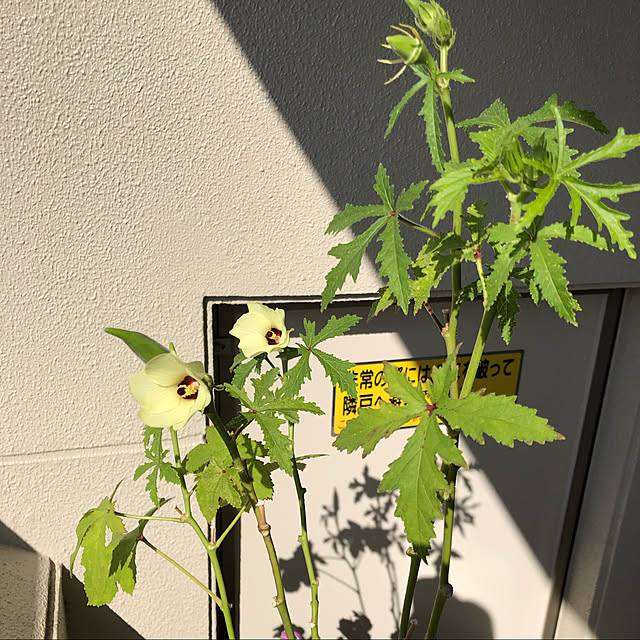 Murrさんの実例写真