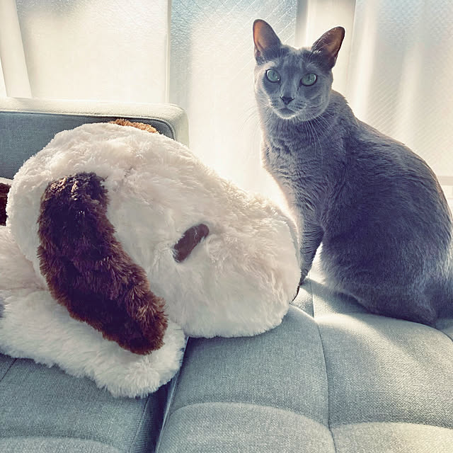 snoopyさんの実例写真