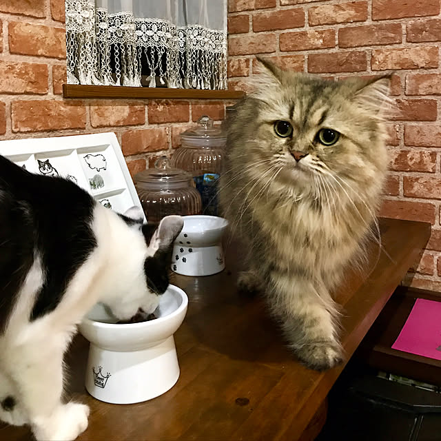 butachanさんの実例写真