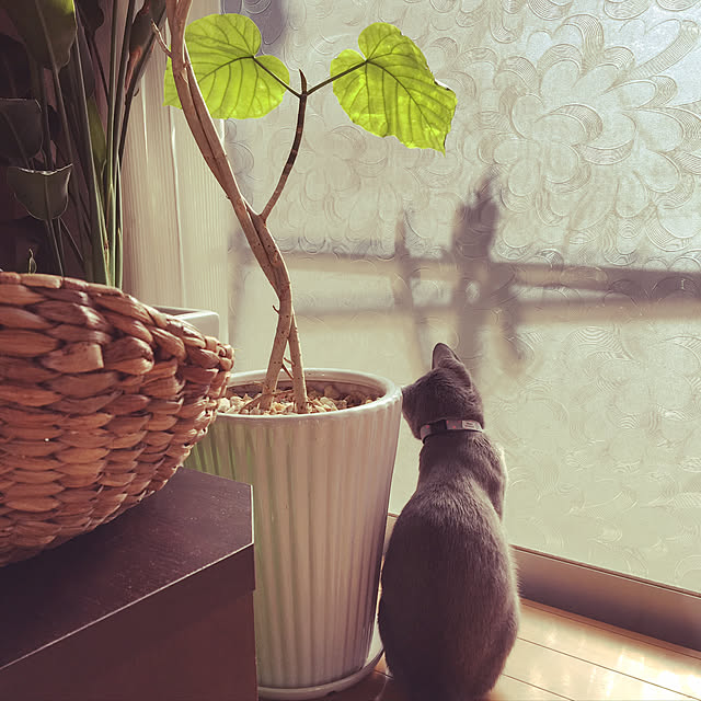 BackDropさんの実例写真