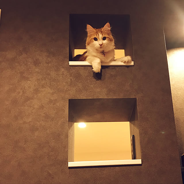 Daisukeさんの実例写真
