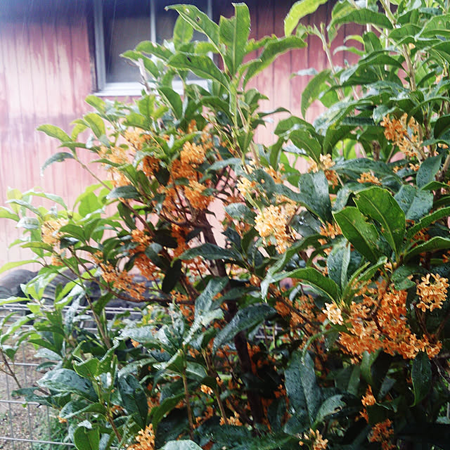 yellowflowerさんの実例写真