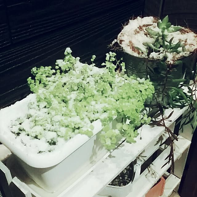 ikt.tamaさんの実例写真