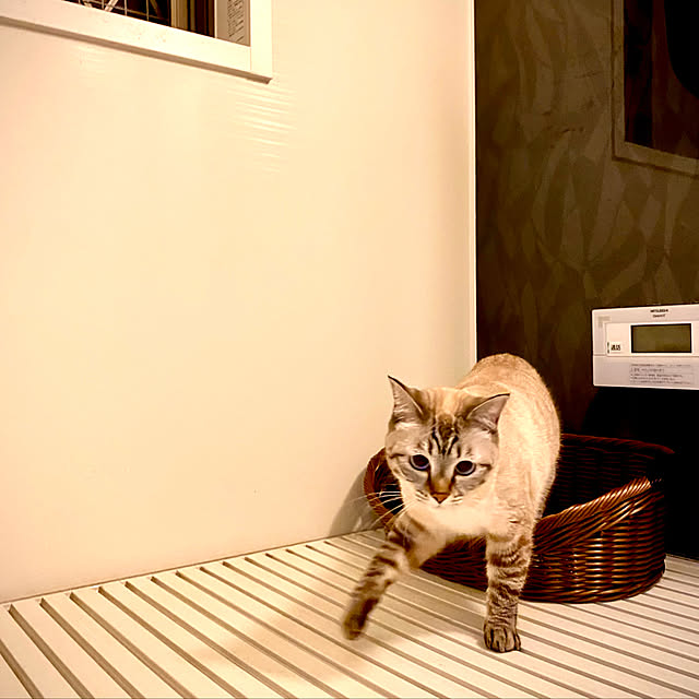 butachanさんの実例写真
