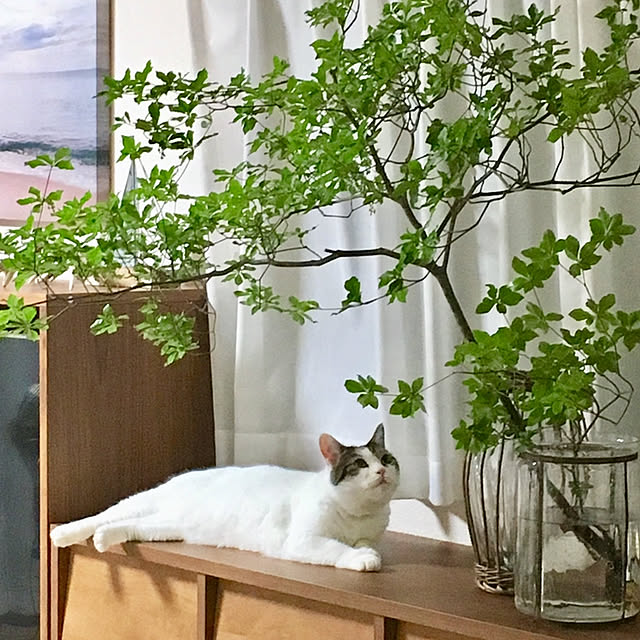 yukiさんの実例写真