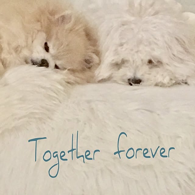 Mopmamaさんの実例写真
