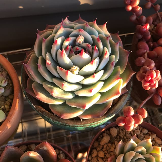 miniさんの実例写真