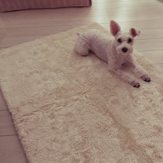 suzyさんの実例写真
