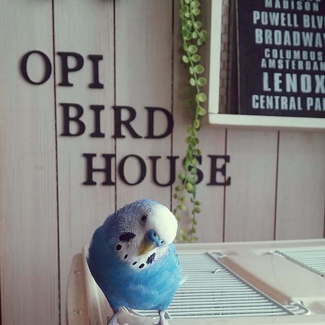 opiopiopiさんの実例写真