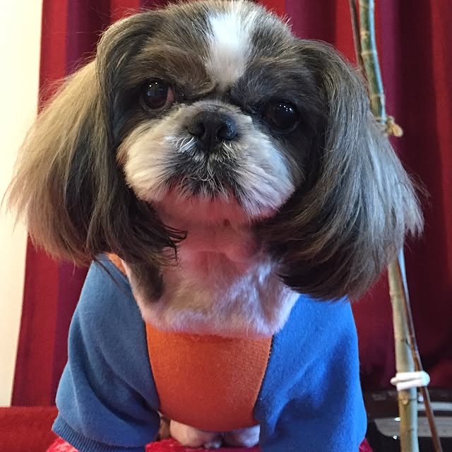 butachanさんの実例写真