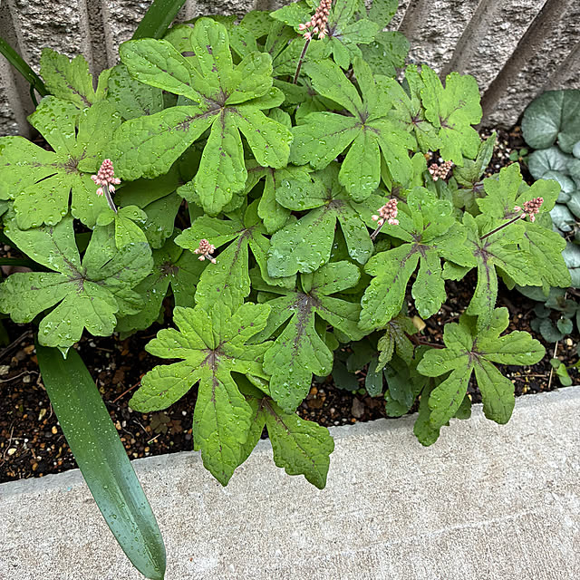 romiromiさんの部屋