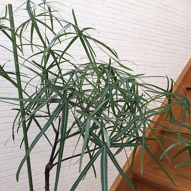 sakuranさんの実例写真