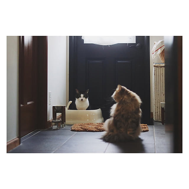 ねこのいる日常/ニャンとも清潔トイレ/ねこと暮らす/猫ちゃん想い/猫トイレ...などのインテリア実例 - 2023-01-16 23:40:43