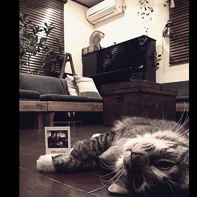 jnkaiさんの実例写真