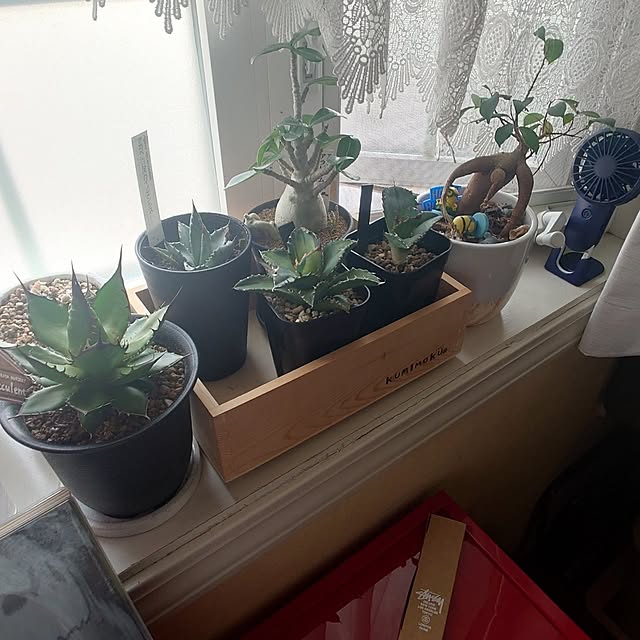 tropical_happy_lifeさんの実例写真