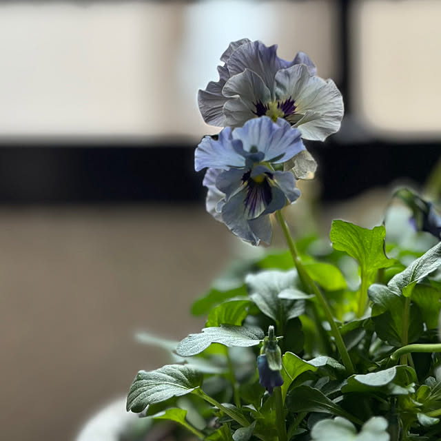 Kuniさんの実例写真