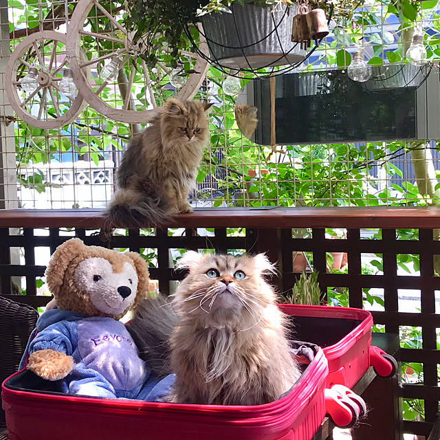 butachanさんの実例写真