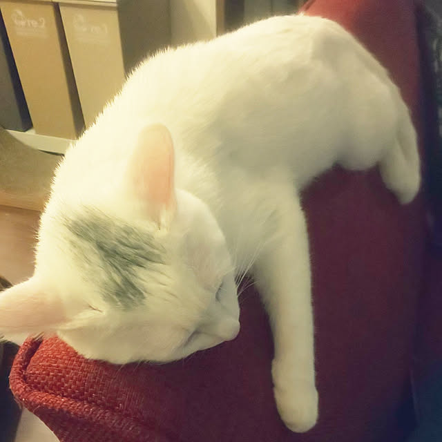necoさんの実例写真