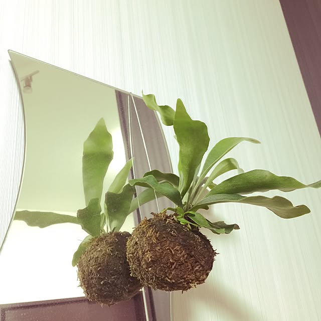 BONBOTANYさんの実例写真