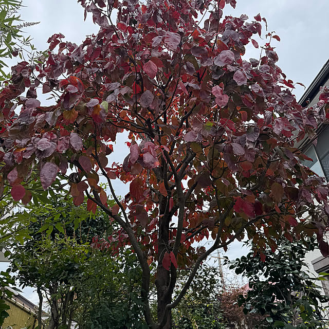 mamizaさんの実例写真