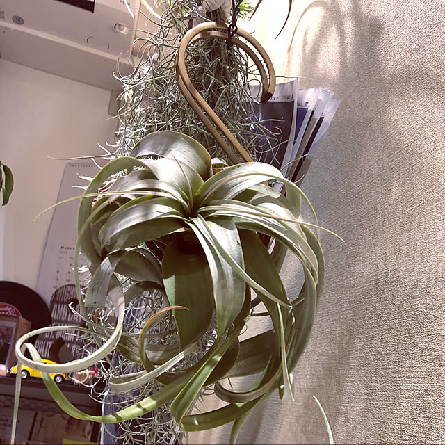 kyaoさんの実例写真