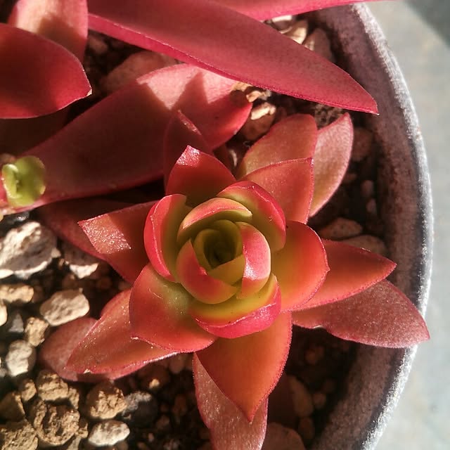 VERANDARJUNさんの実例写真