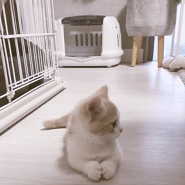 ch172さんの実例写真
