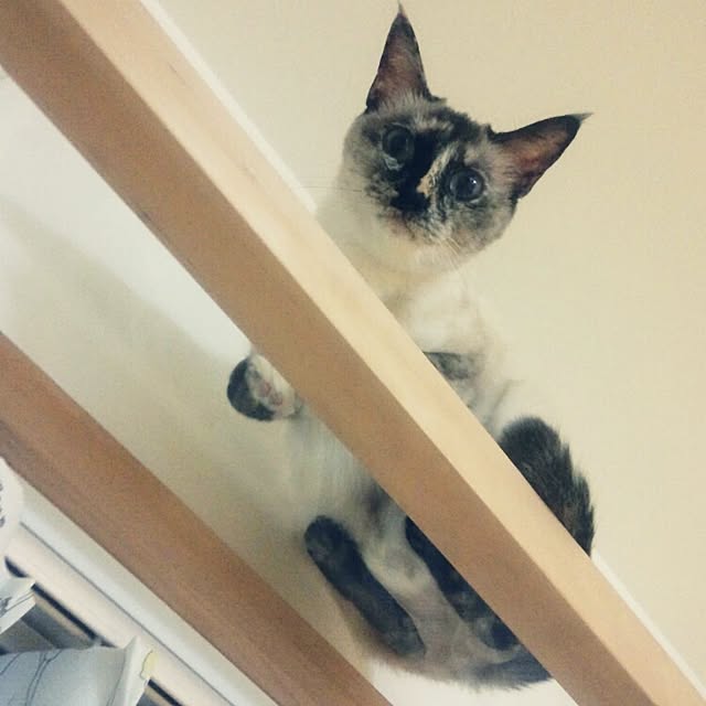 Gomaさんの実例写真