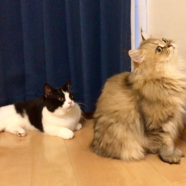 butachanさんの実例写真