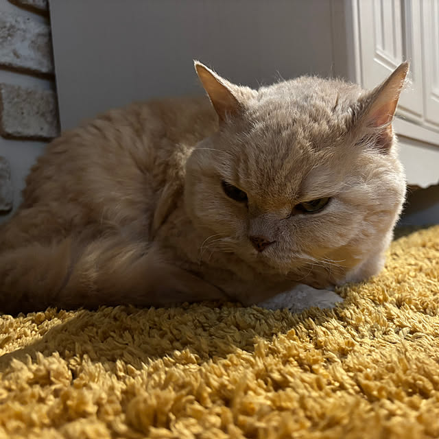 naokoさんの実例写真