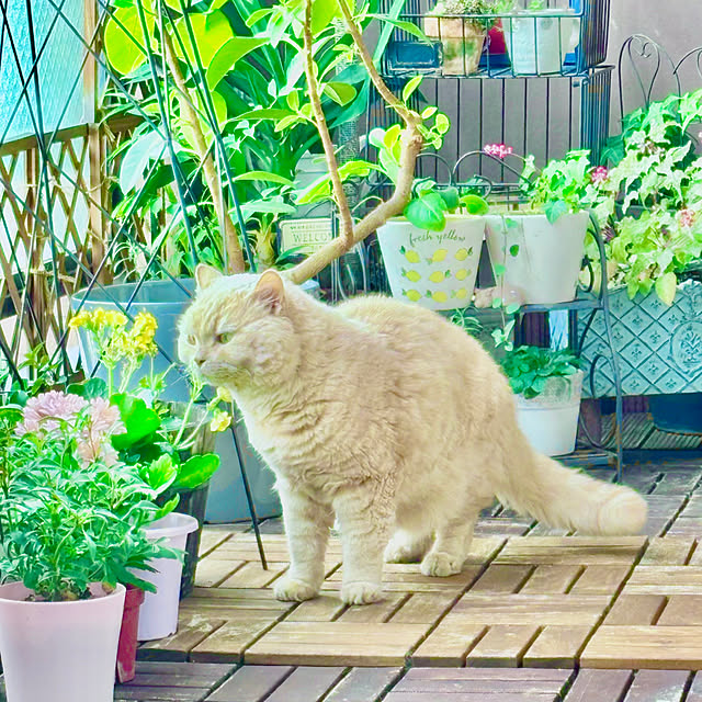 naokoさんの部屋