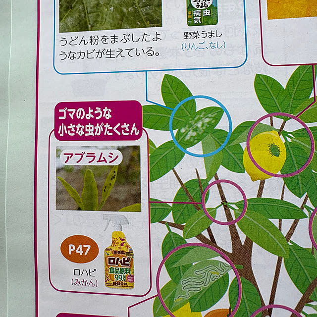 momo_sanさんの実例写真