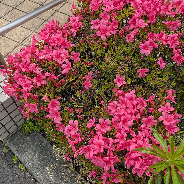 minnieさんの部屋