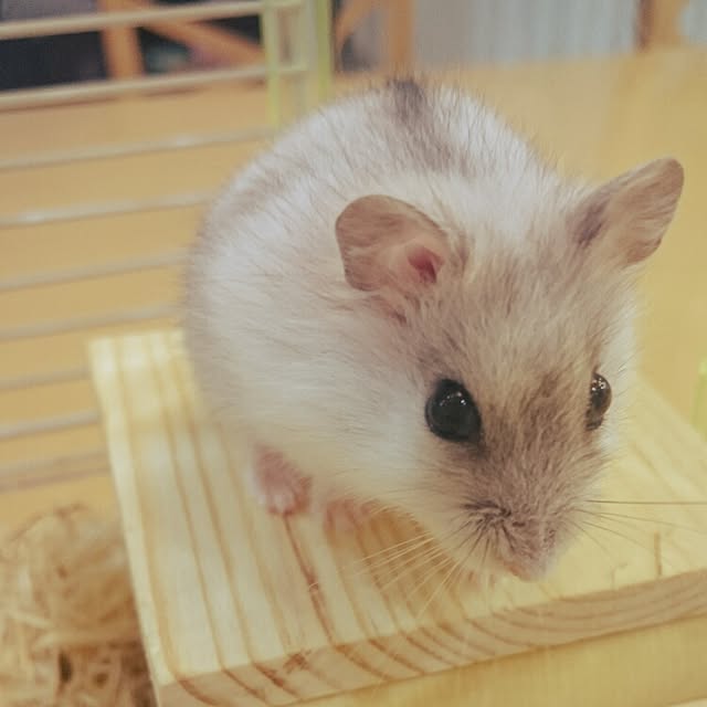 momokiraさんの実例写真