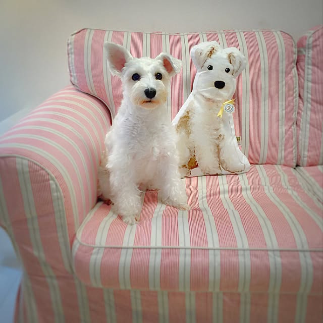 suzyさんの実例写真
