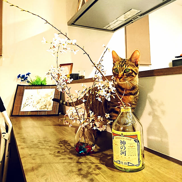 p-p-maruさんの実例写真