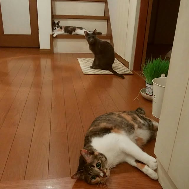 玄関/入り口/ねこのいる日常/ねこばかりすみませんm(._.)m/さくら/すもも...などのインテリア実例 - 2017-05-31 20:02:27