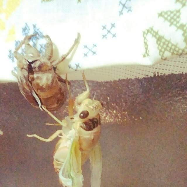 tanemakikoさんの実例写真