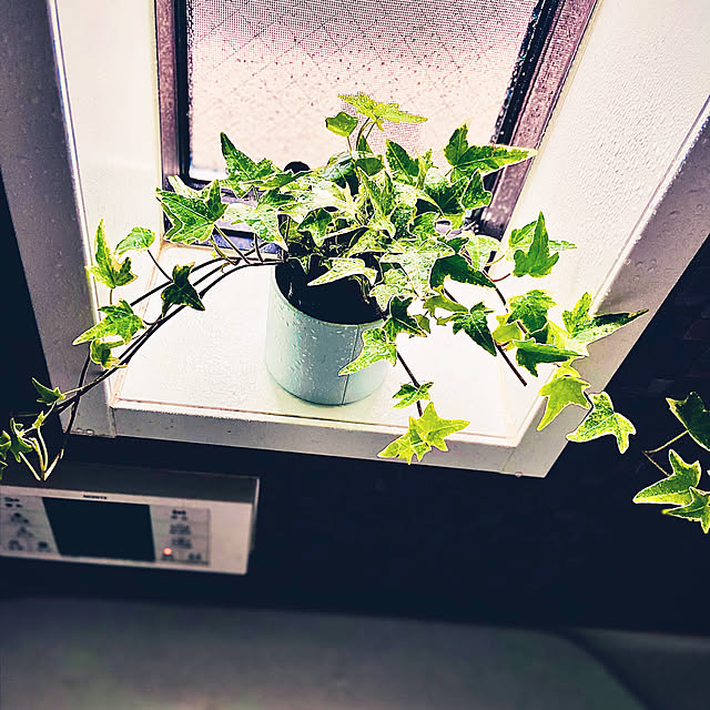 観葉植物/バス/トイレのインテリア実例 - 2021-05-17 18:13:32