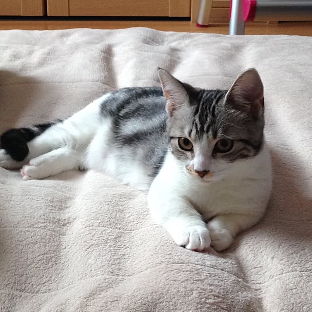 RIKAYURAさんの実例写真