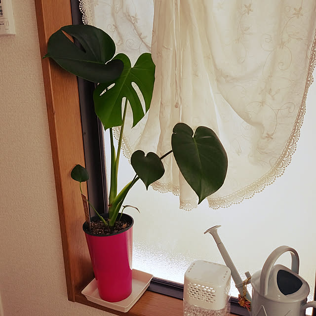yoshiさんの実例写真
