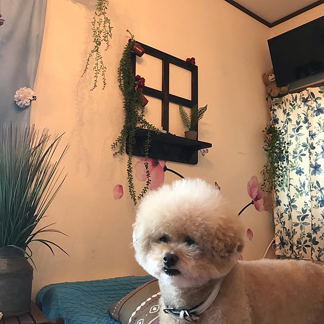 hima820さんの実例写真