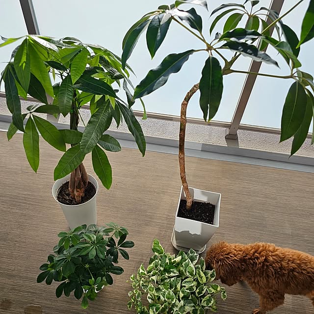 Pokoさんの部屋