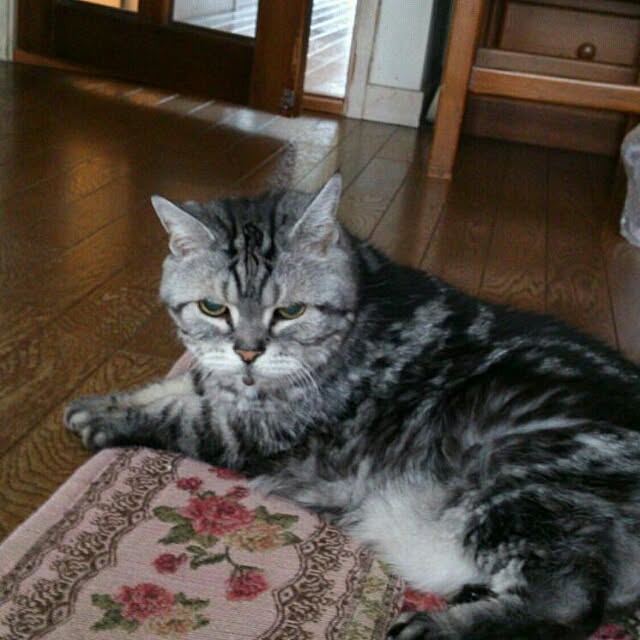 showさんの実例写真