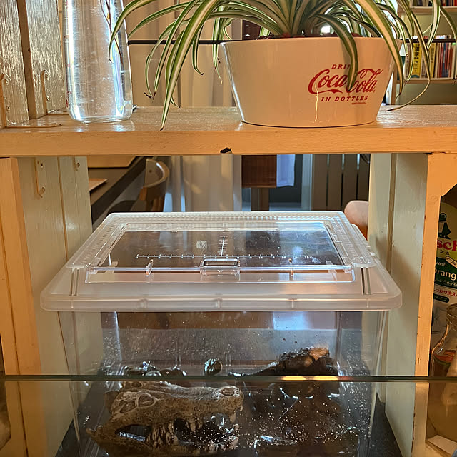 koshiregutyoさんの部屋