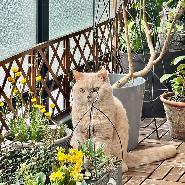 naokoさんの部屋