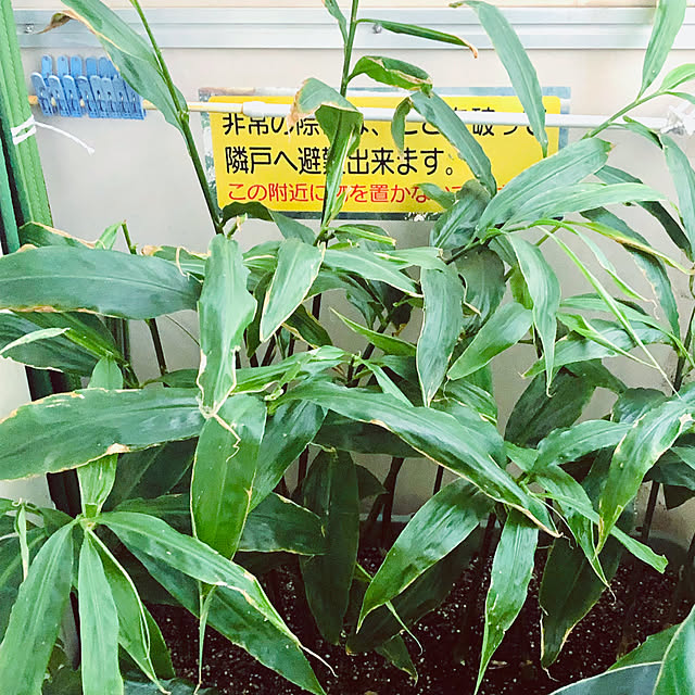 hanachanさんの部屋