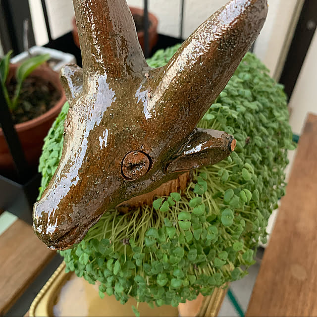 aureaさんの実例写真