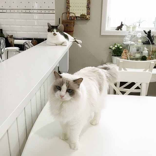 yuchiさんの実例写真